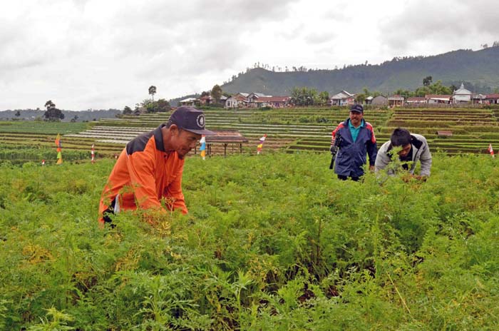 Wagub DKI Berniat Kerjasama dengan Pemkab Pasuruan Kembangkan Hortikultura 